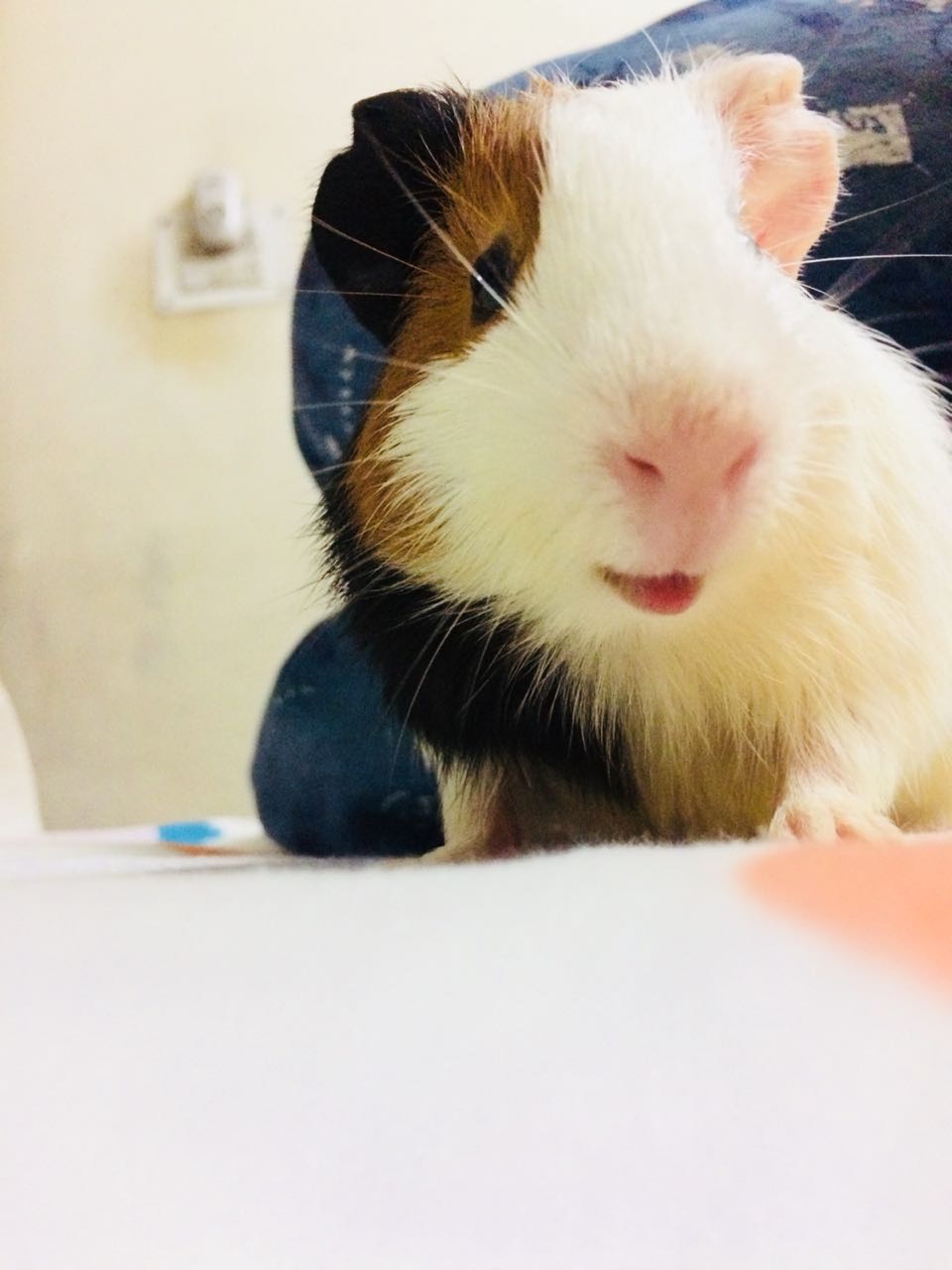 How Much Does Guinea Pig Neutering Cost? Should I Get Guinea Pigs