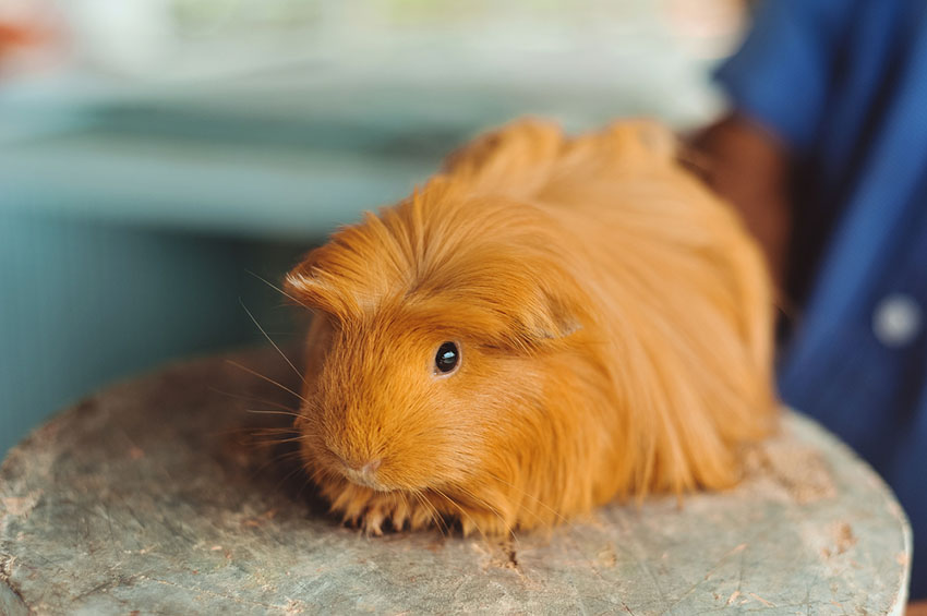 Куи морская свинка фото How To Train A Guinea Pig To Use A Litter Box Training Your Guinea Pigs