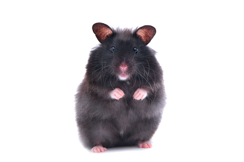 How to Care for and Raise Black Bear Hamsters - PetHelpful