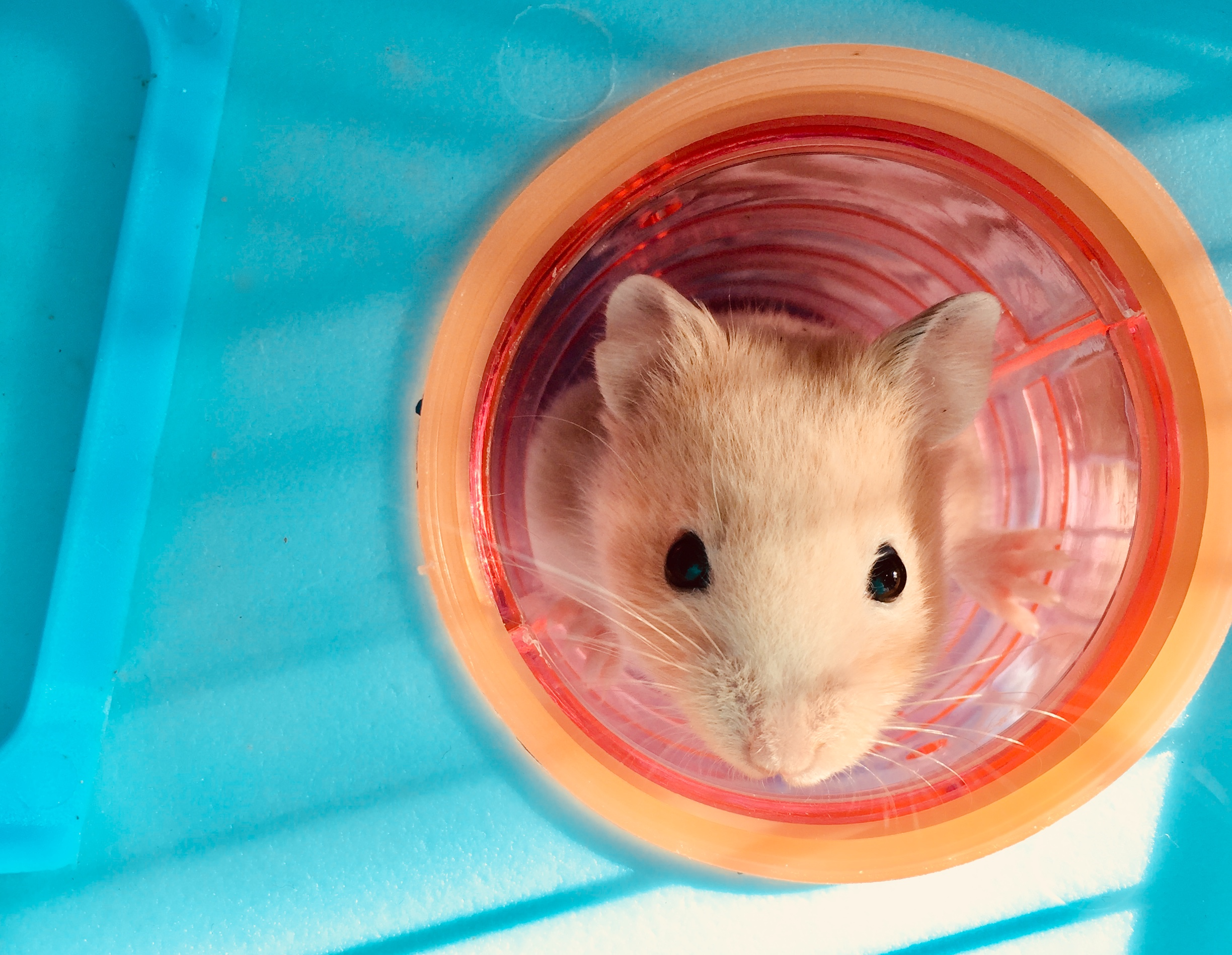 Robo hamster toys new arrivals