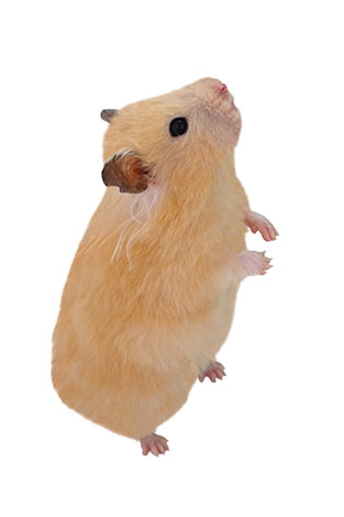 Breeding hamsters sales