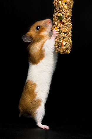 Good treats for store hamsters