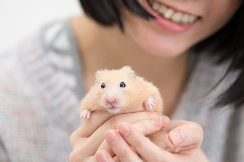 Adopting a Hamster: What to Know Before Bringing Home Your New Pet.