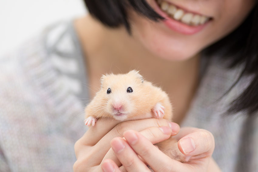 We are thinking about getting our child a hamster for their