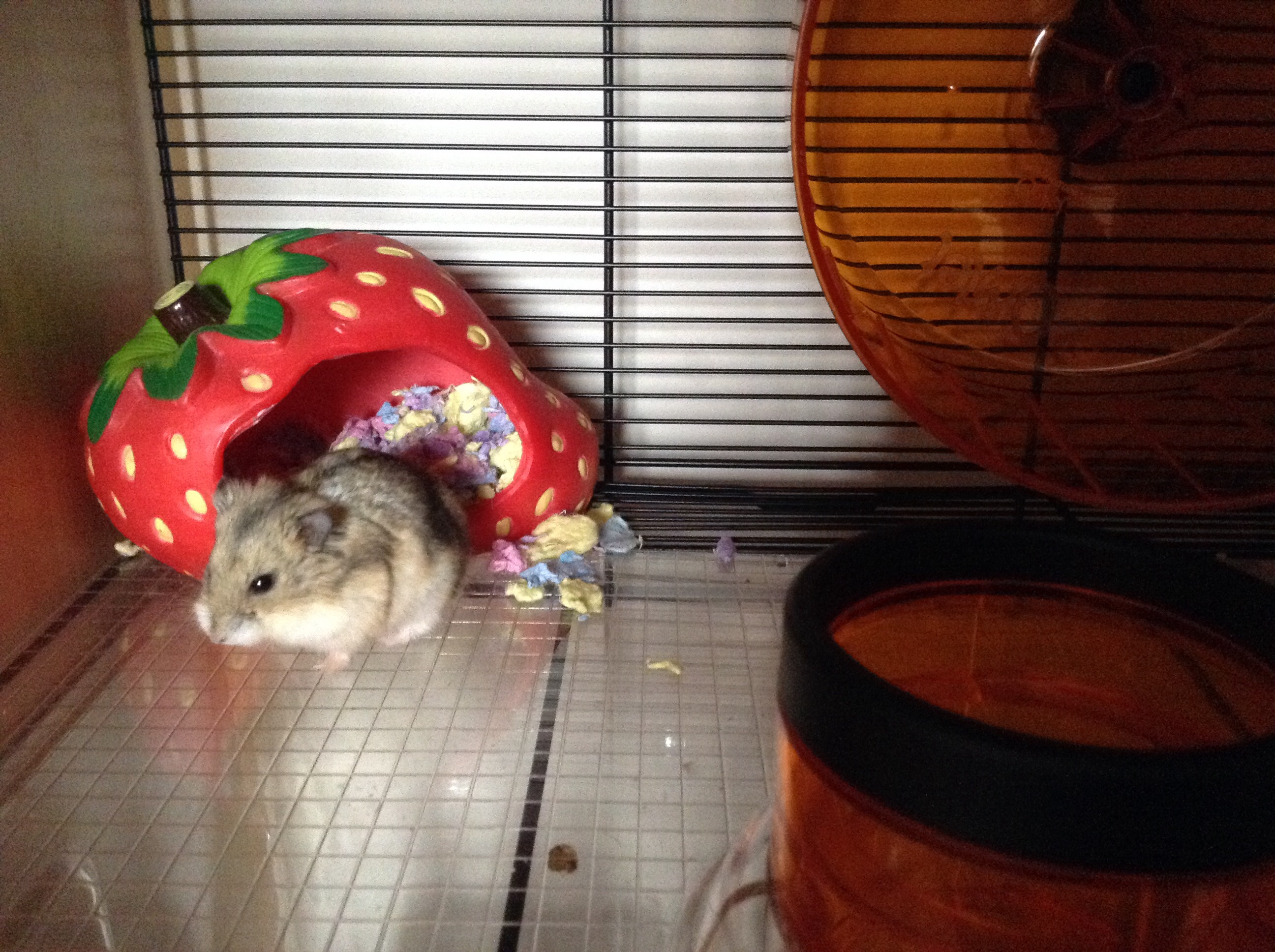 history about hamsters hamsters guide omlet us hamster years chart