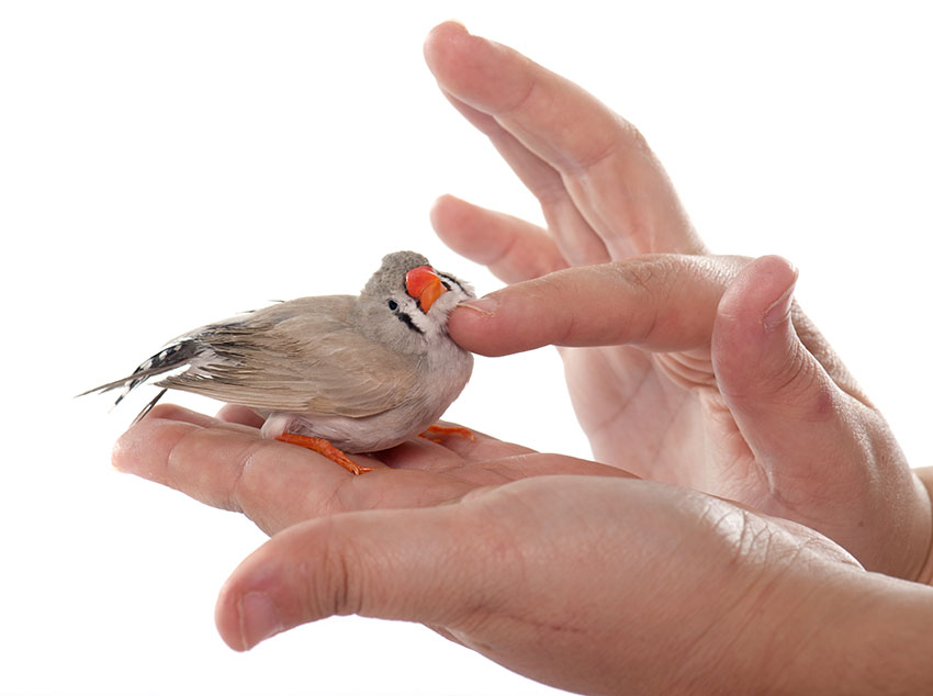 Handling a Zebra finch