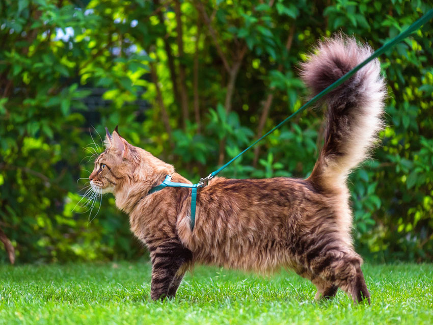 harness on a maine coon cat