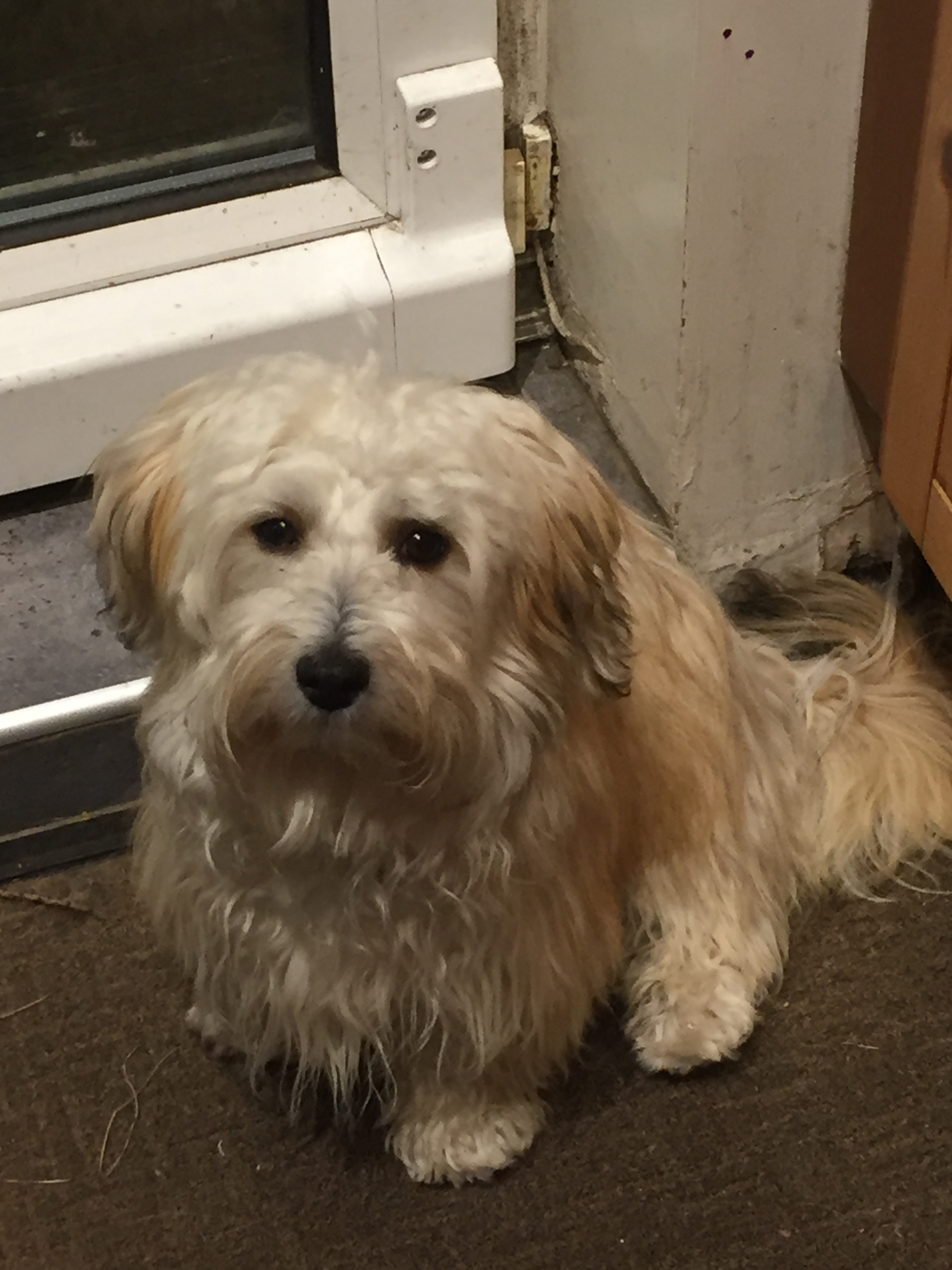 Havanese Dogs Breed Information Omlet