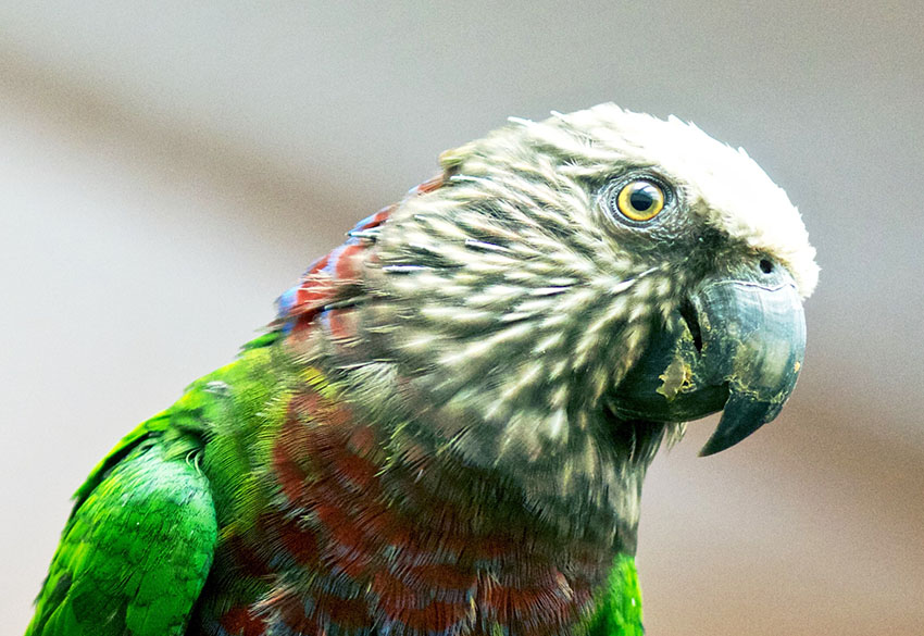 Hawk-headed Parrot