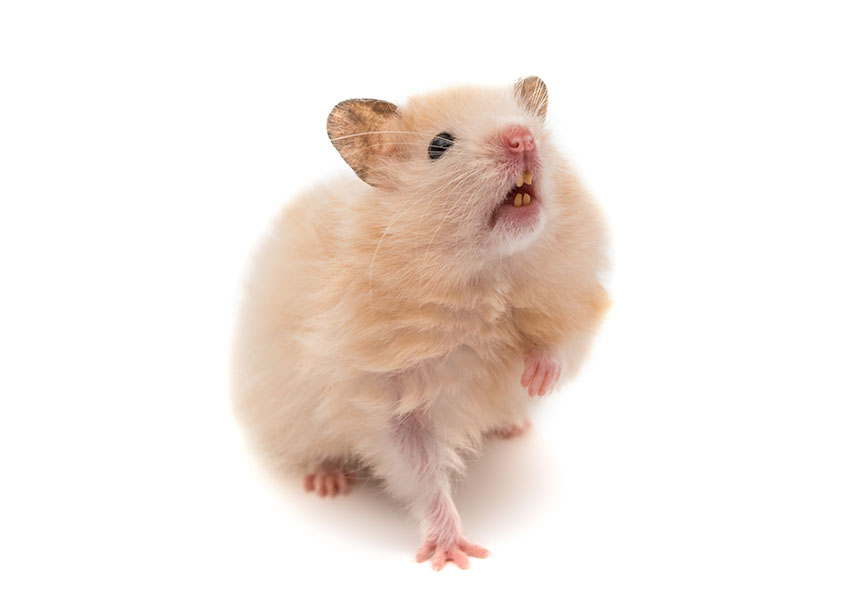 DID YOU KNOW? Hamsters have teeth that continue to grow throughout