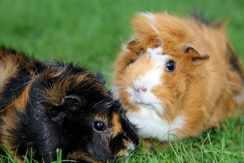 healthy happy guinea pigs