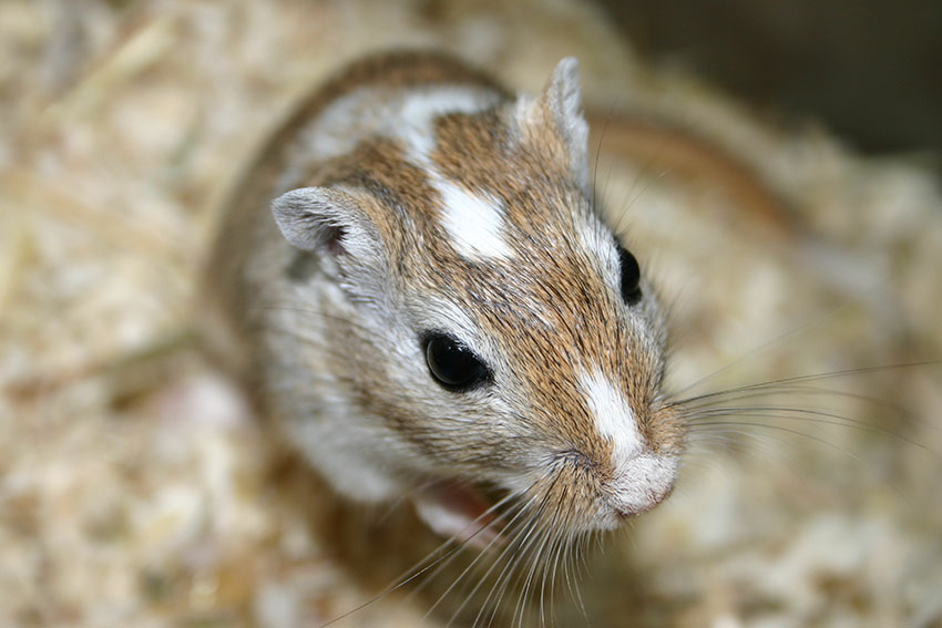 making gerbils happy