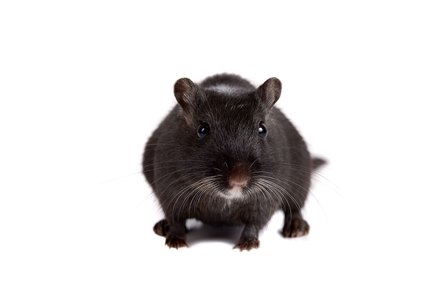 how to check gerbil teeth