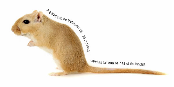 how_long_is_a_gerbil_1c94a031.jpg