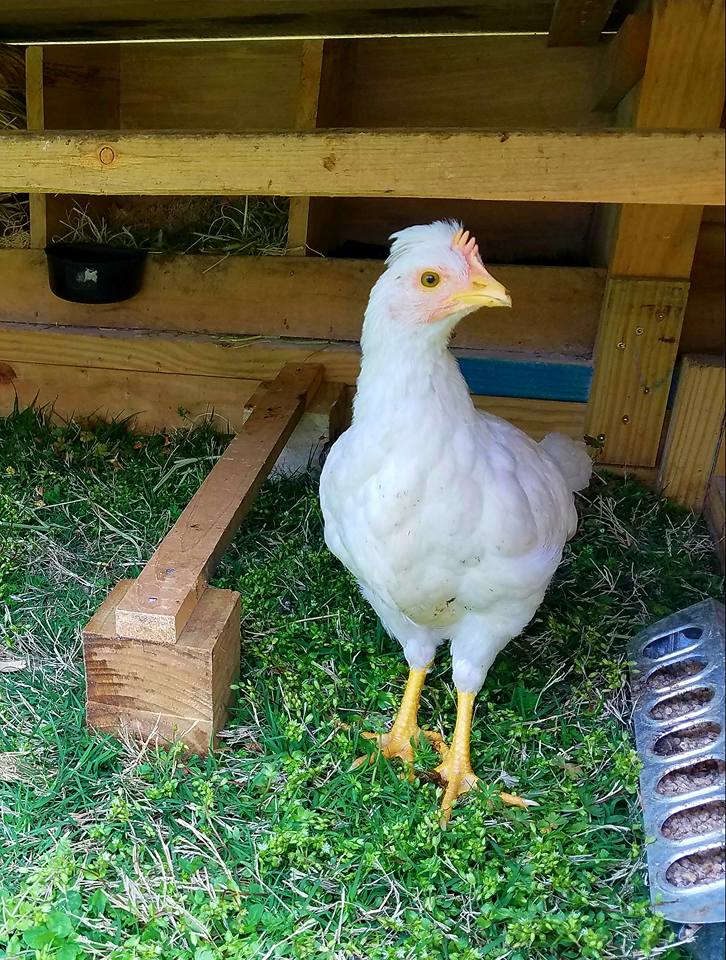 Hybrid For Sale Chickens Breed Information Omlet