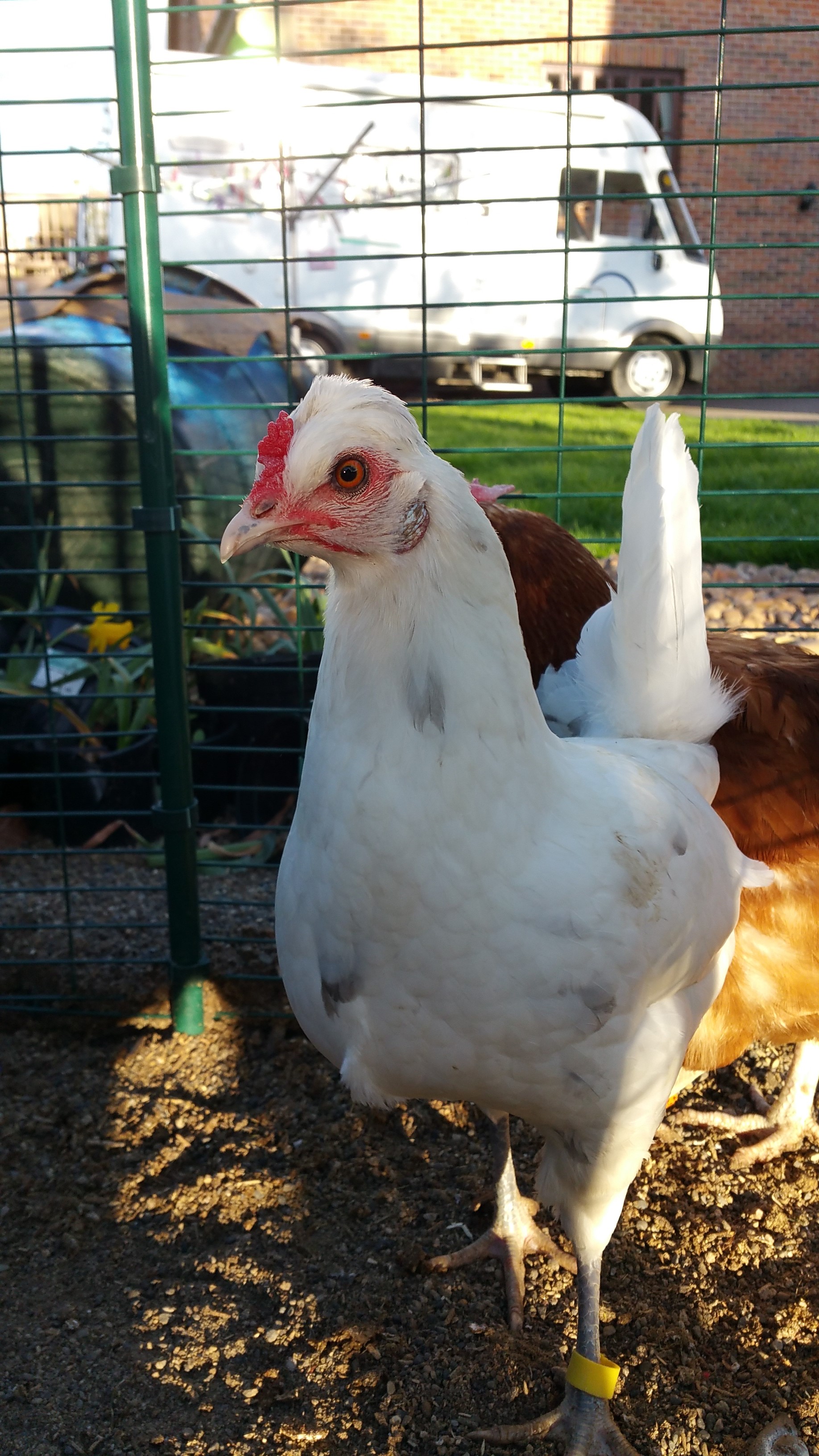 Hybrid For Sale Chickens Breed Information Omlet