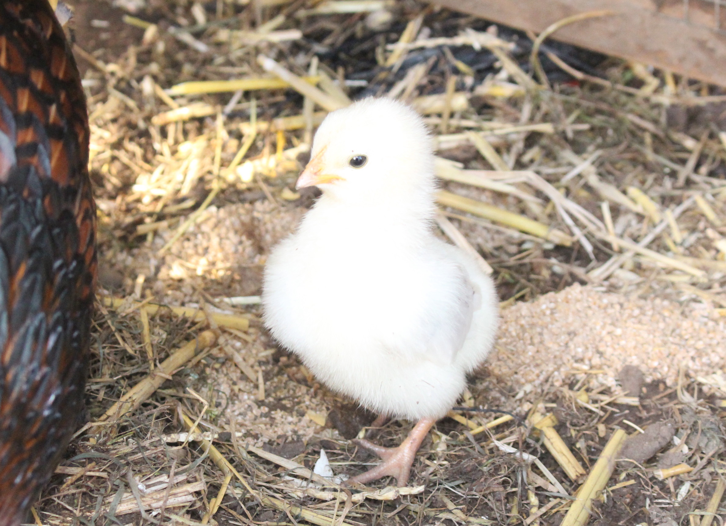 Hybrid For Sale Chickens Breed Information Omlet