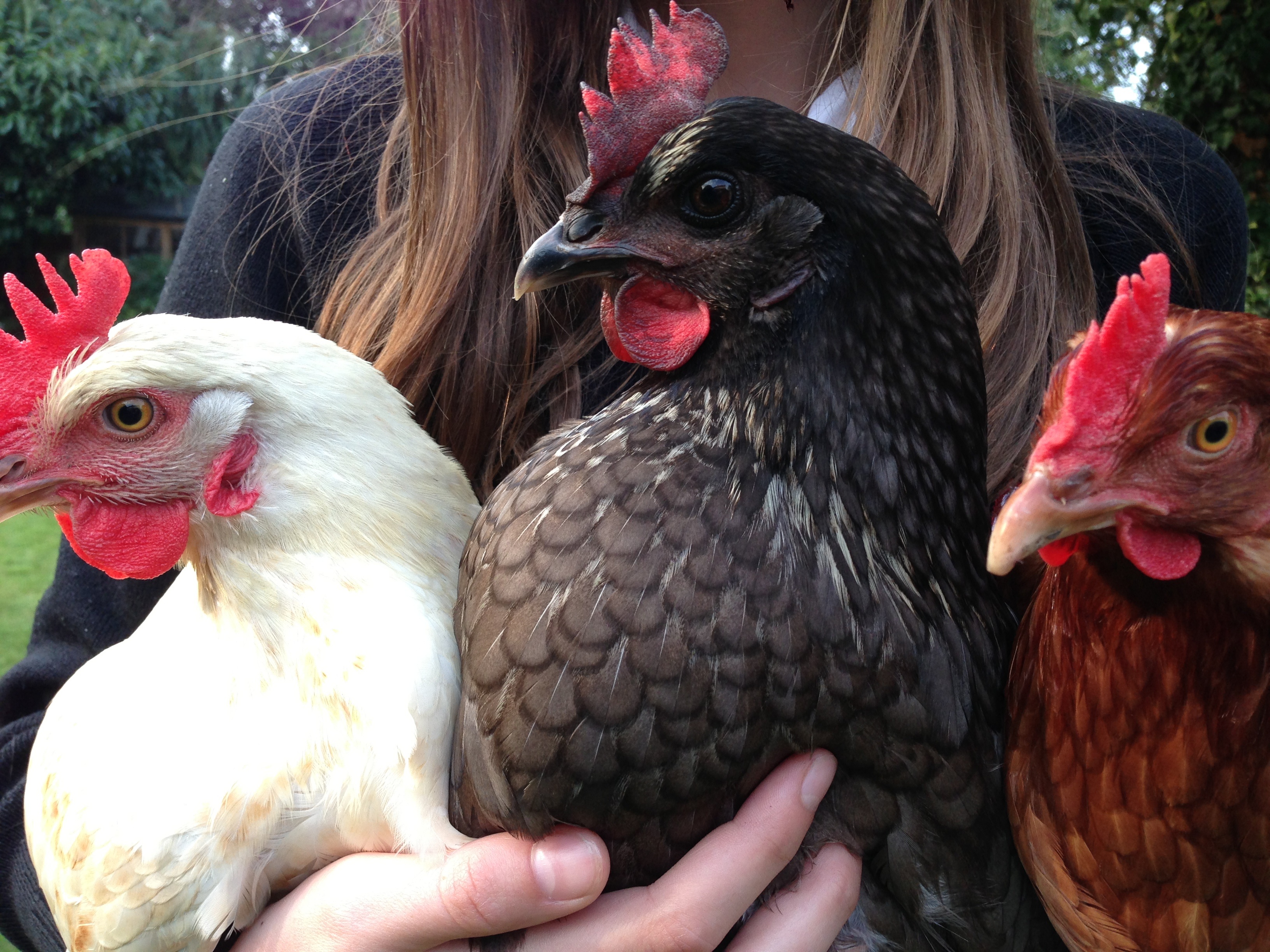 Hybrid For Sale Chickens Breed Information Omlet