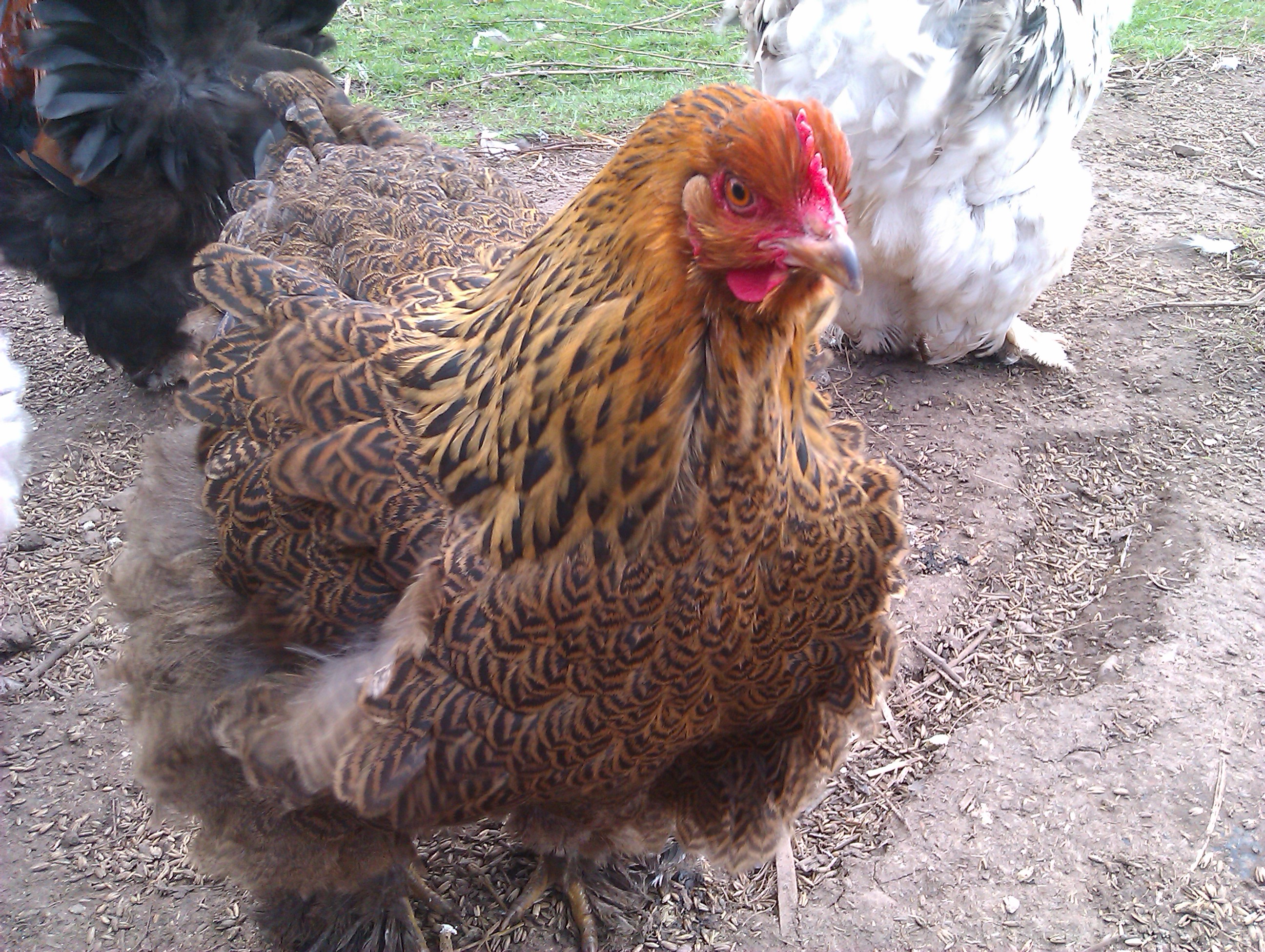 Cochin For Sale Chickens Breed Information Omlet