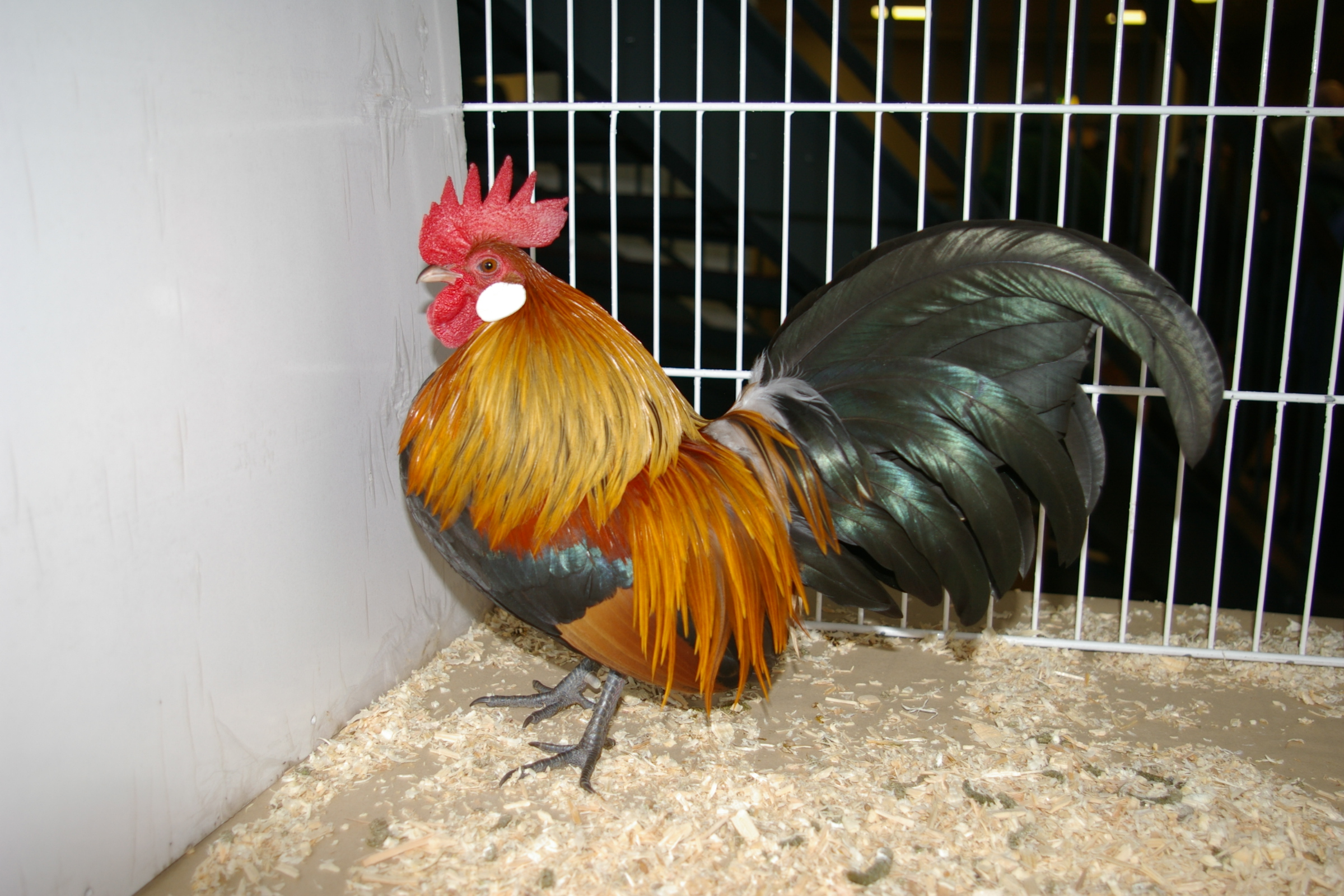 Dutch Bantam For Sale Chickens Breed Information Omlet