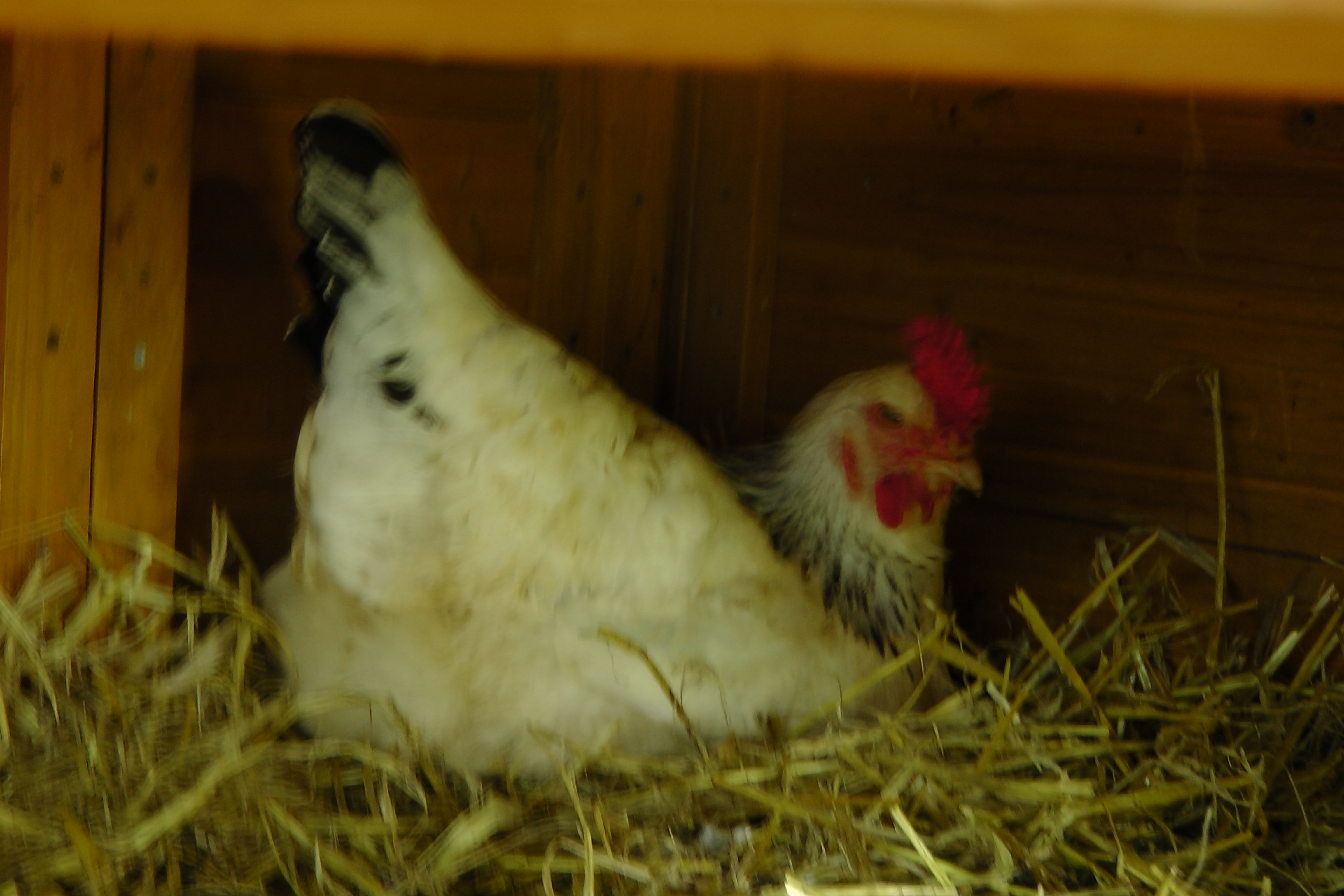 How to naturally incubate chicken eggs Incubation Incubation