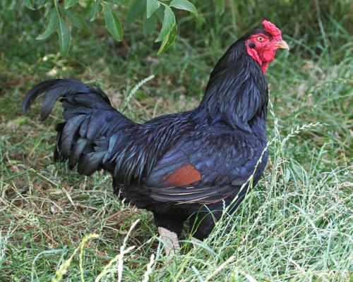 Indian Game For Sale Chickens Breed Information Omlet