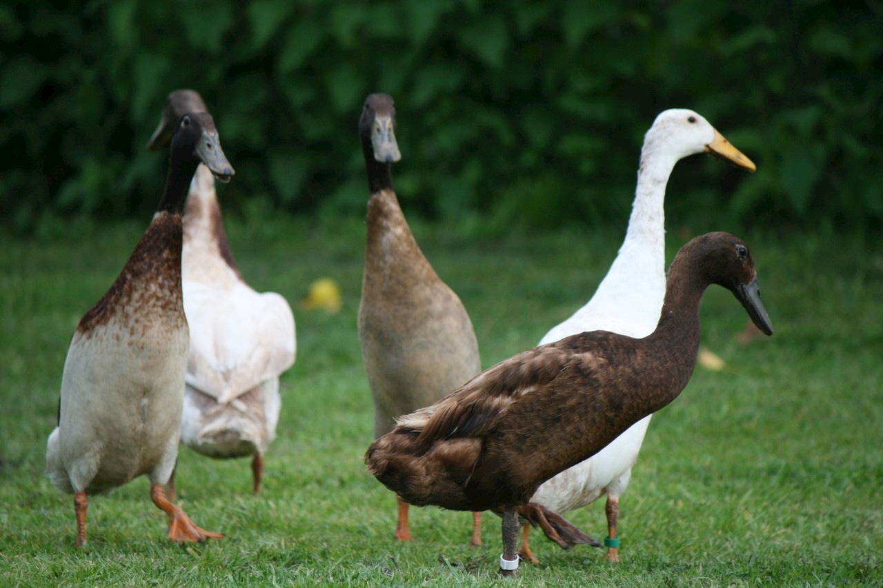Indian Runners For Sale Ducks Breed Information Omlet