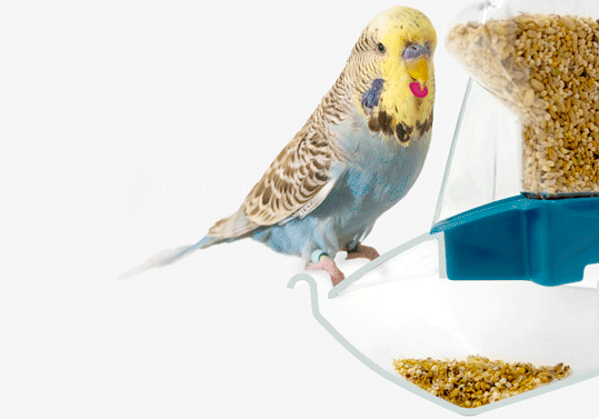 A simple animation showing the mechanism by which spilled husks and seeds are collected in a bowl beneath the bird feeder of the Geo Parakeet Cage