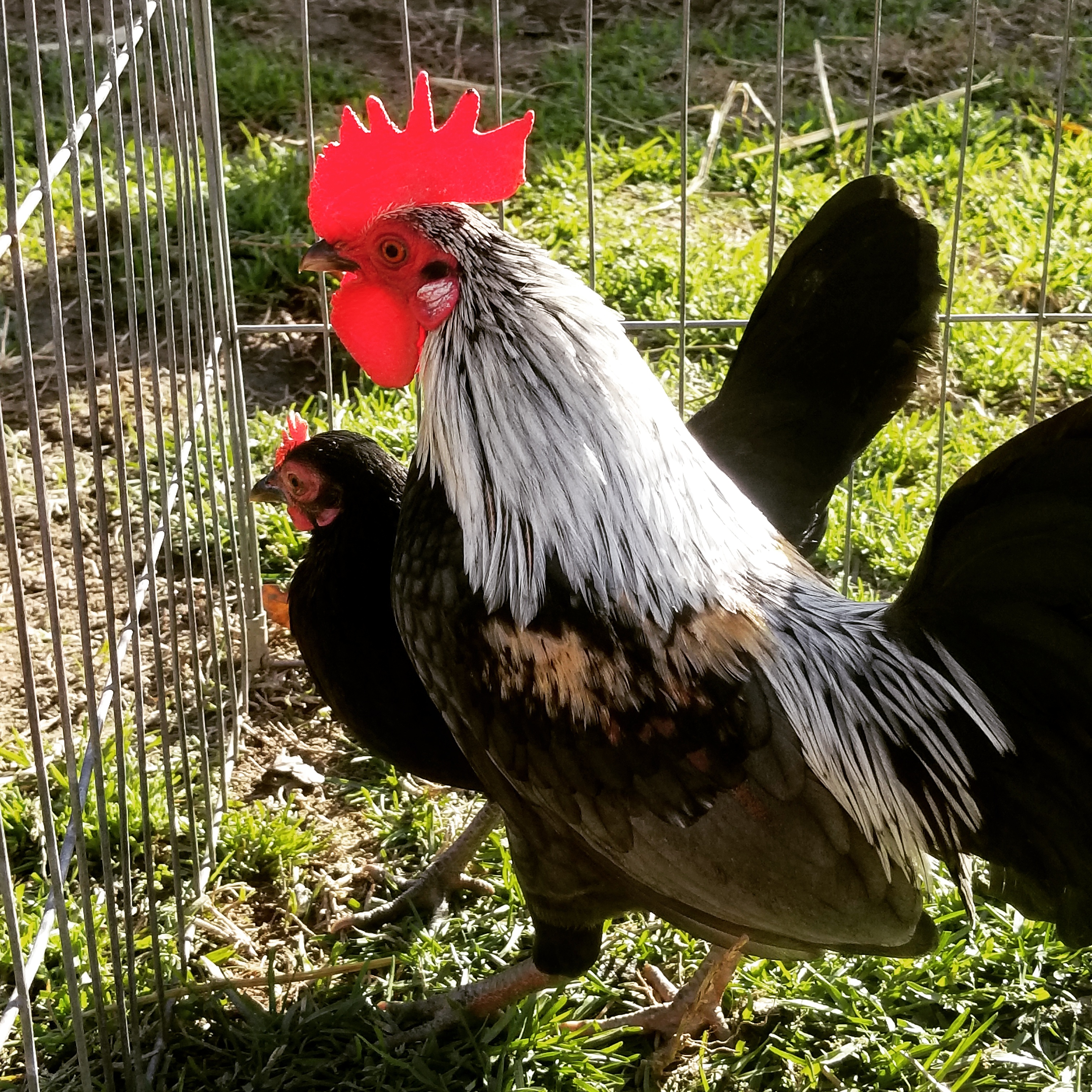 Japanese Bantam For Sale Chickens Breed Information Omlet.