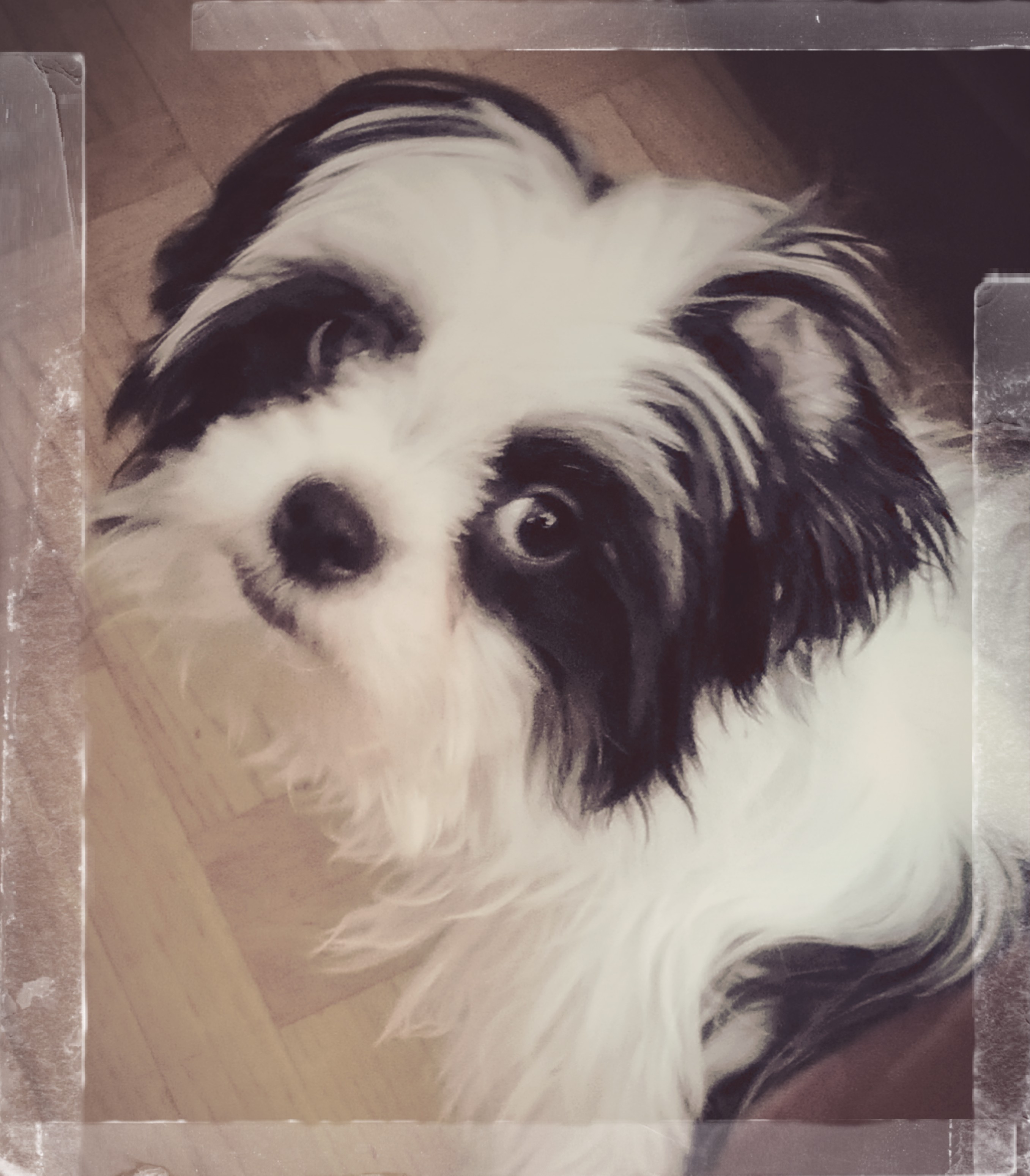 Japanese Chin Dogs Breed Information Omlet