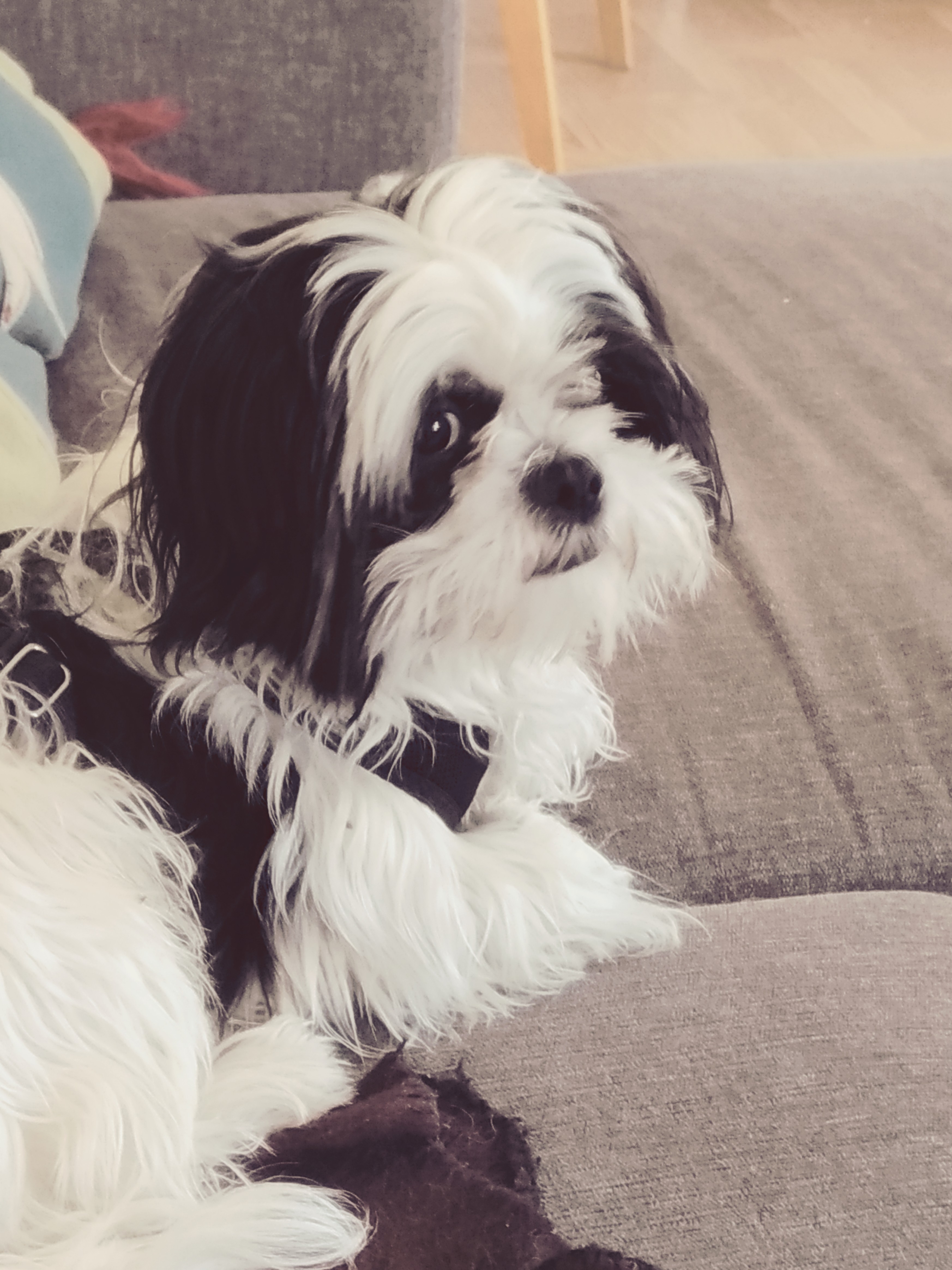 Japanese Chin Dogs Breed Information Omlet