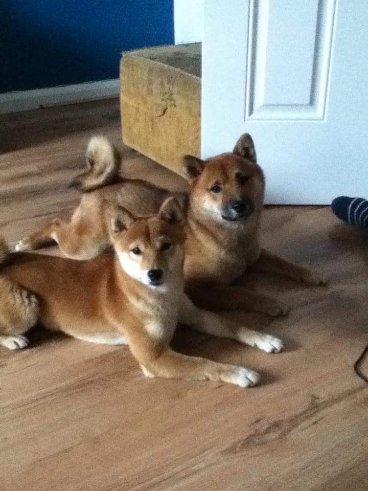 Japanese Shiba Inu Dogs Breed Information Omlet