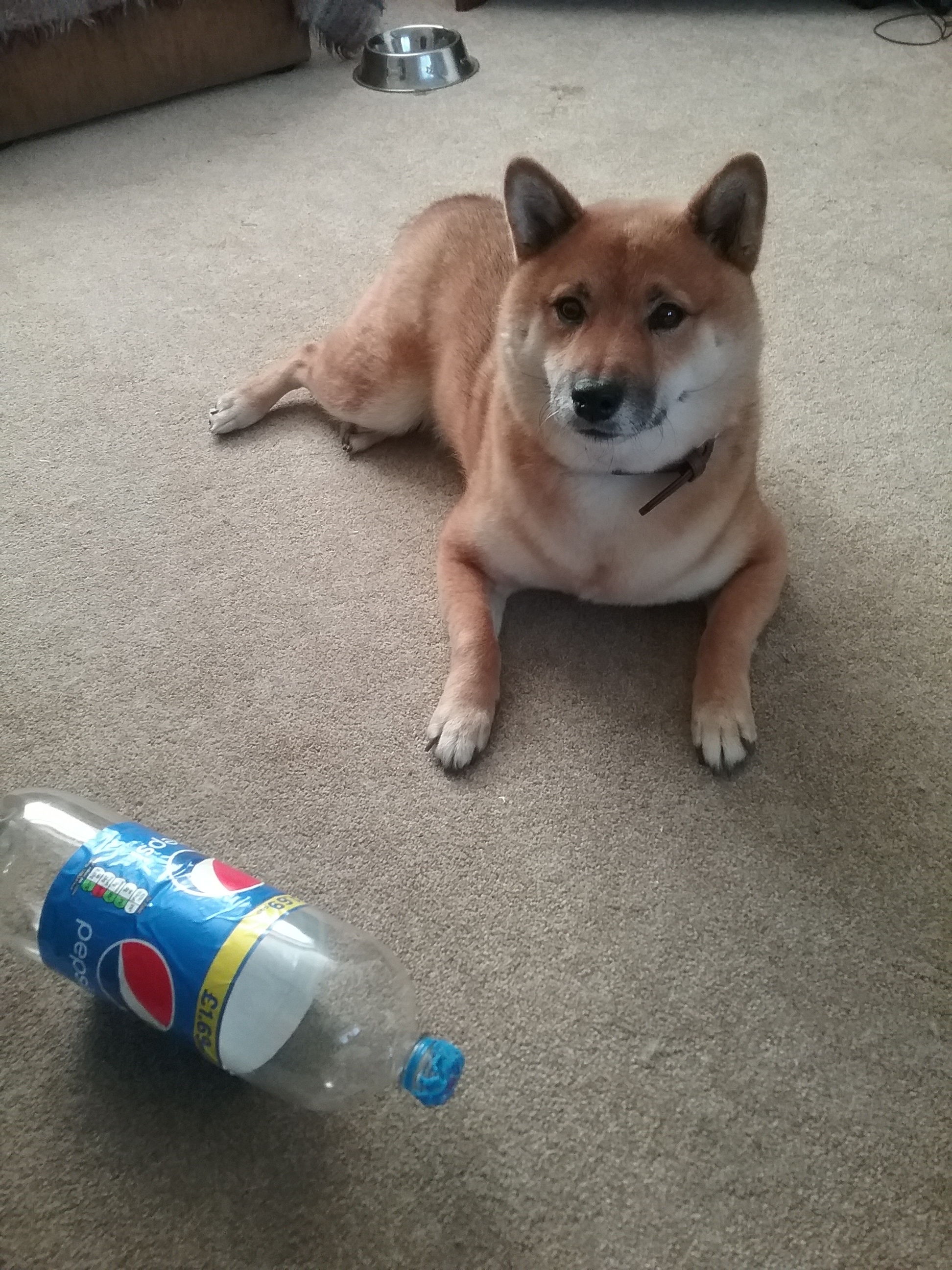 Japanese Shiba Inu Dogs Breed Information Omlet