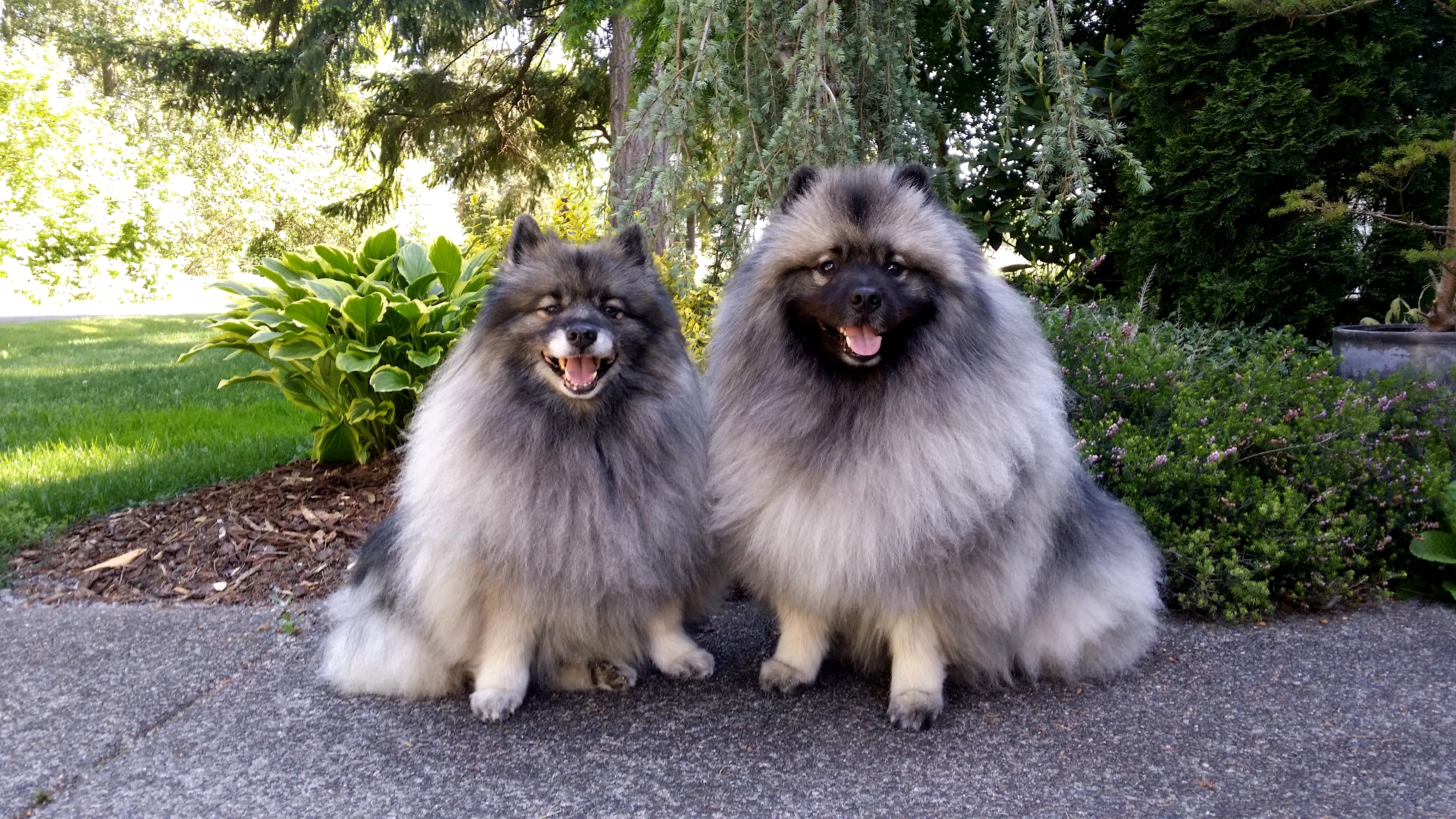 Keeshond Dogs Breed Information Omlet