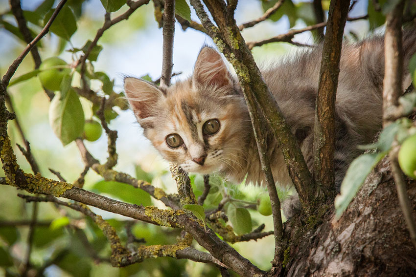 Stray kitten in a tree