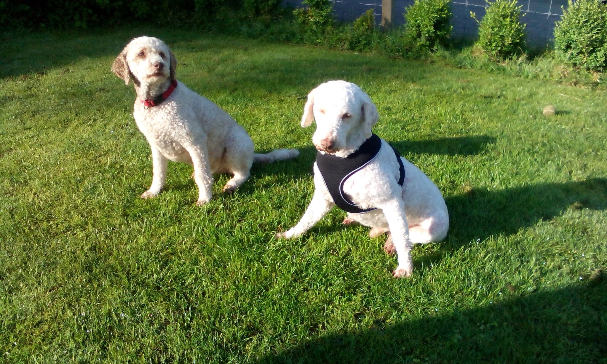 lagotto romagnolo dogs breed information omlet
