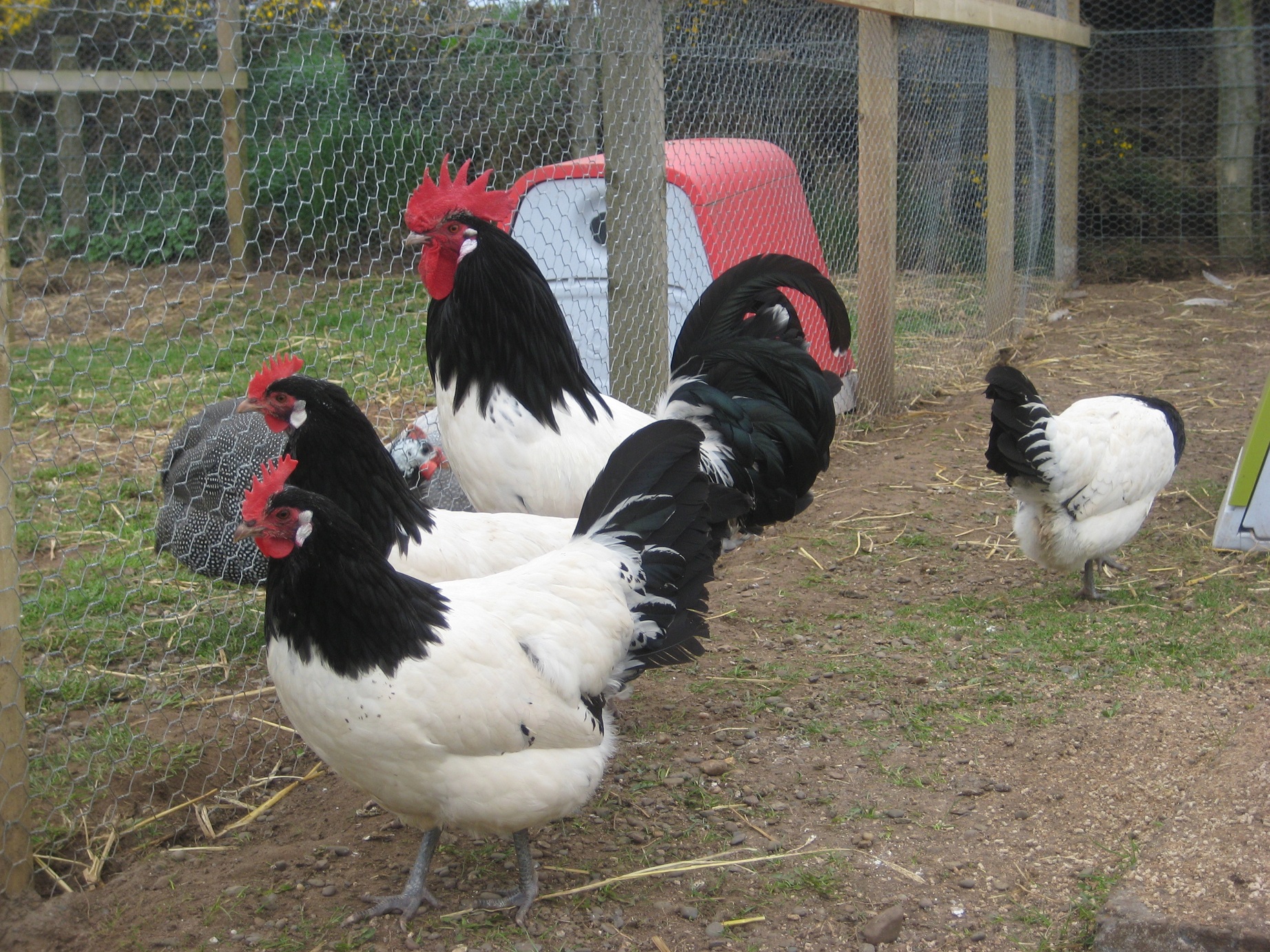 Chicken Breeds. backyard chickens cheaper than therapy. Kosher ... Chicken Breeds. backyard chickens cheaper than therapy. Kosher ...