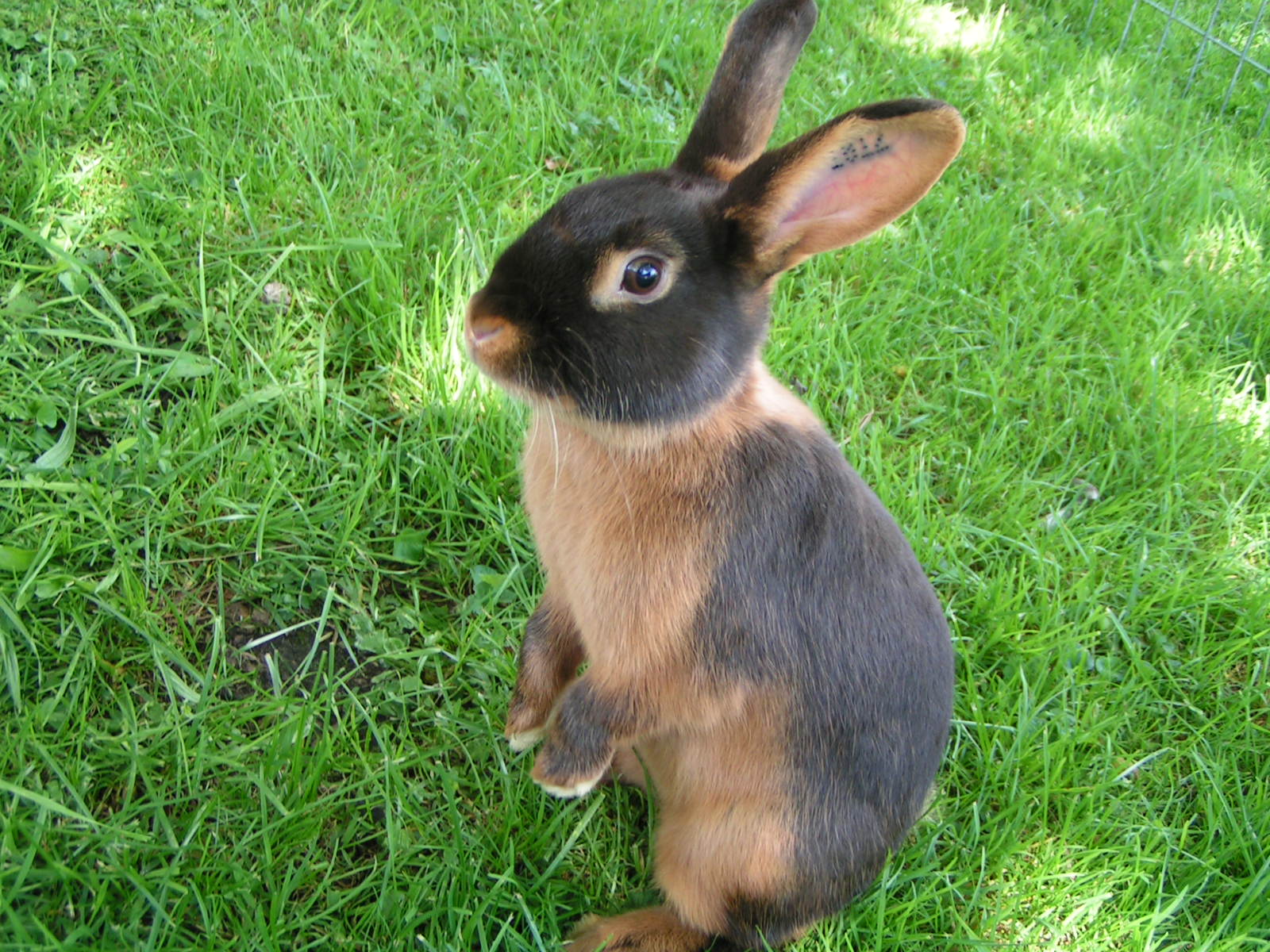 Tan For Sale Rabbits Breed Information Omlet