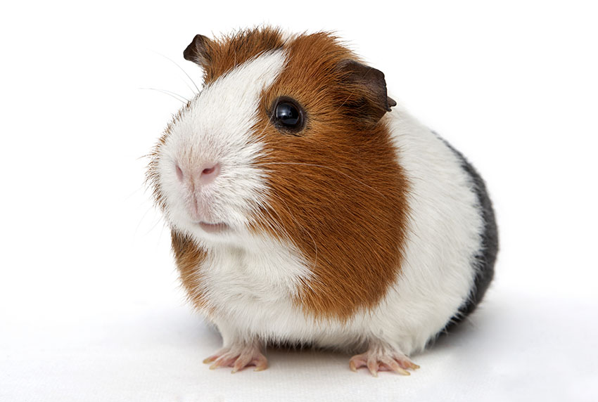 do guinea pigs get along with dogs