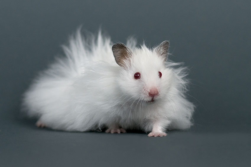 long haired hamsters