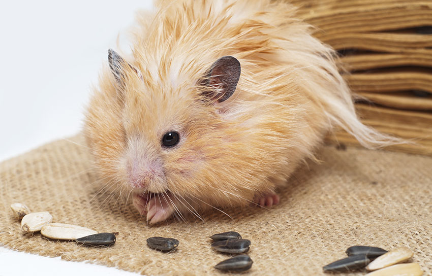 6. The Secret to a Healthy and Well-Groomed Hamster