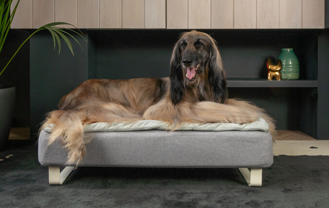 old greyhound laying in the memory foam topology dog bed