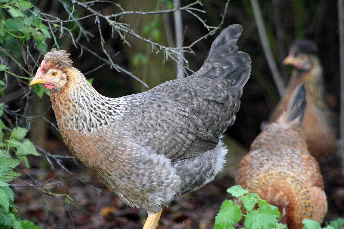 Cream Legbar For Sale Chickens Breed Information Omlet