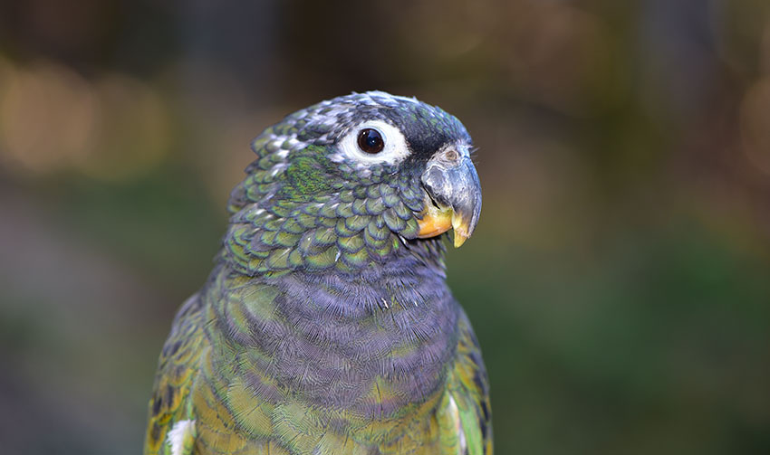 Maximilian's Parrot or Maximilian's Pionus