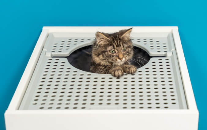 kitten peeping out of the top entry jump on cat litter box