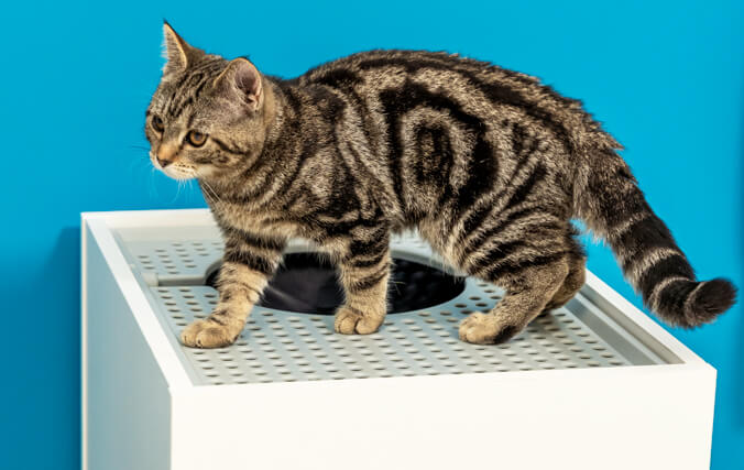 kitten walking across the anti tracking platform