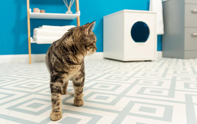 cat looking back at the maya cat litter box