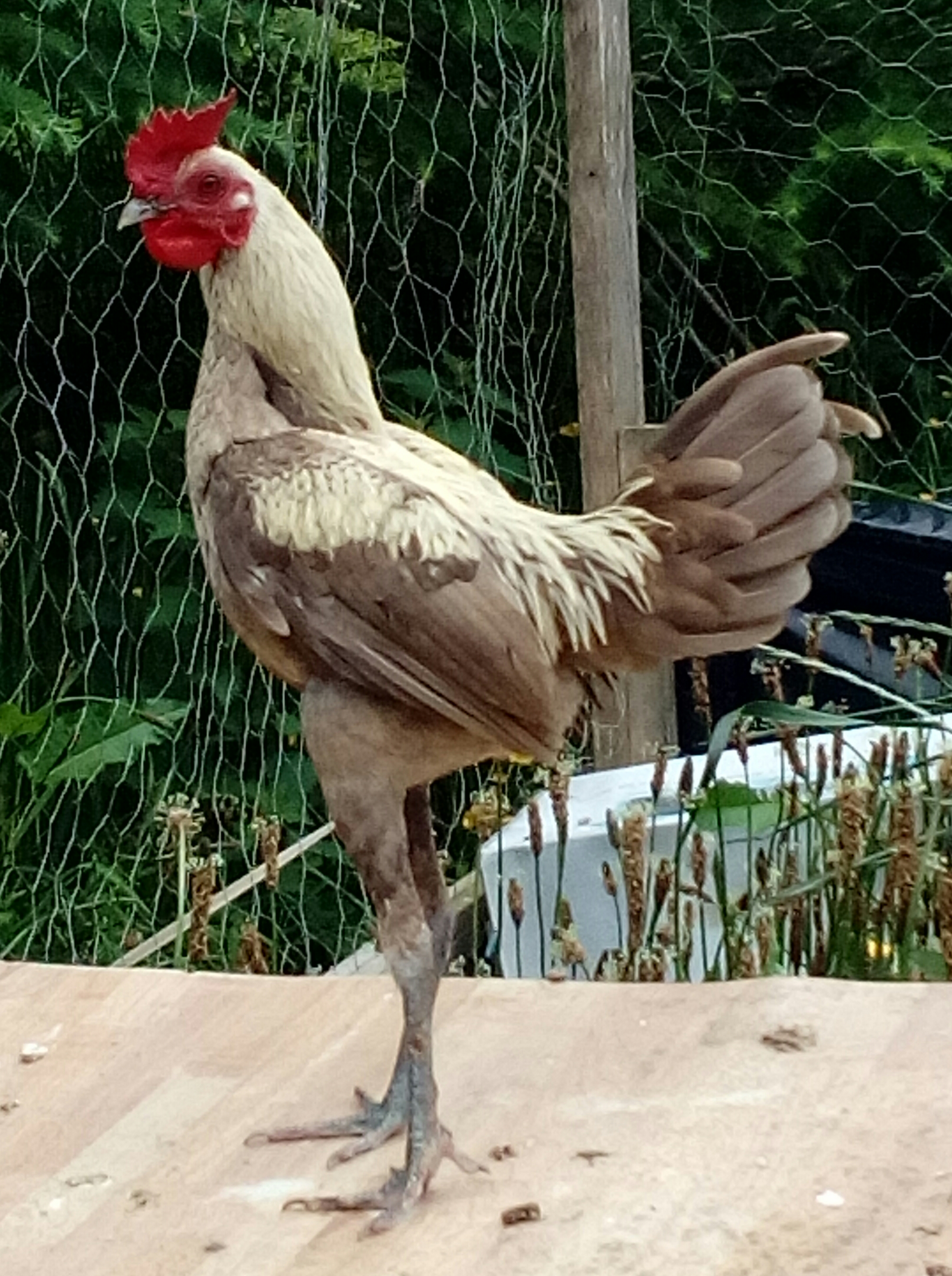 Chicken Games Chicken Games