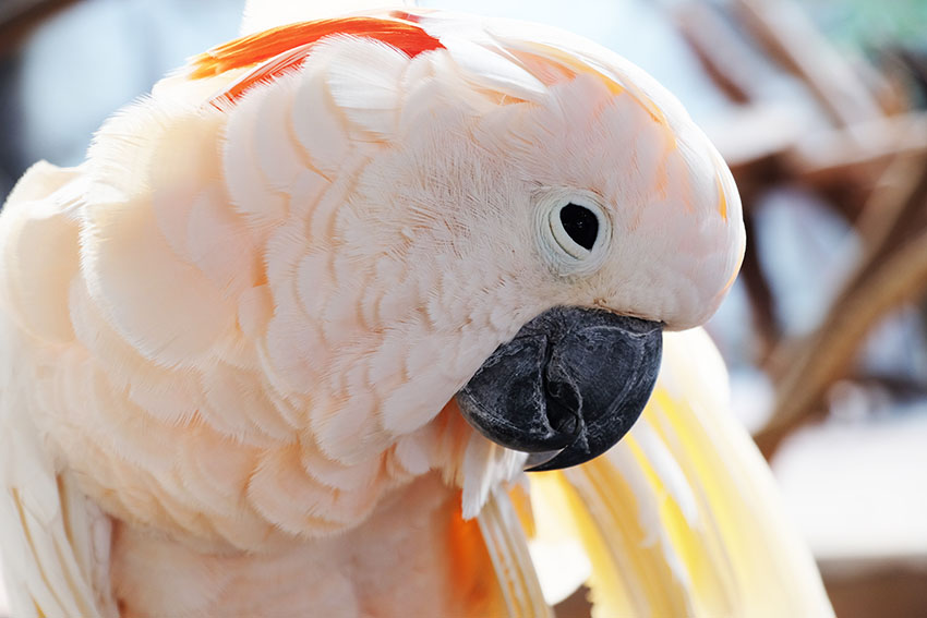 Moluccan Cockatoo