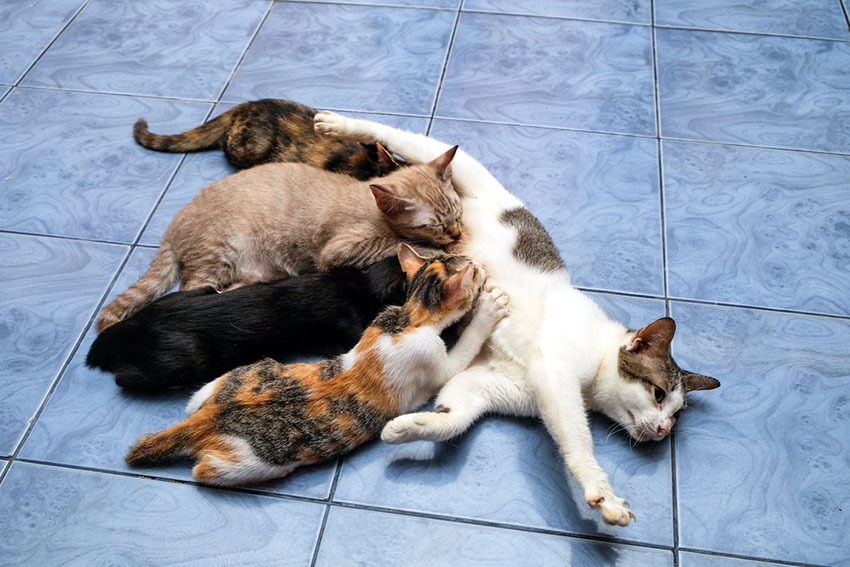 A mother cat feeding her kittens